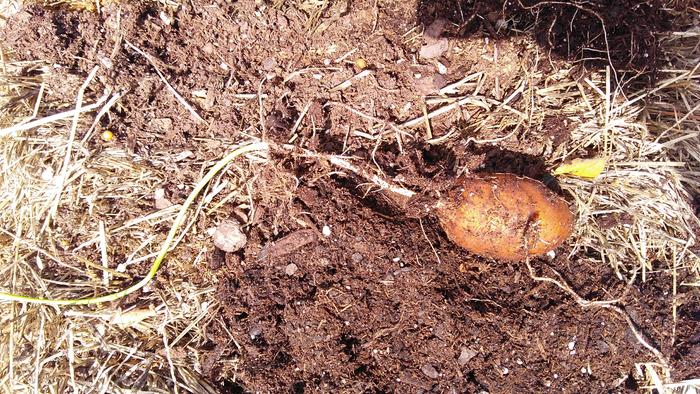 Shoot attached to apios tuber with roots on lower shoot