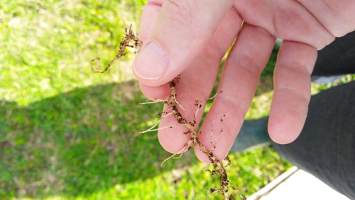 large forage variety apios