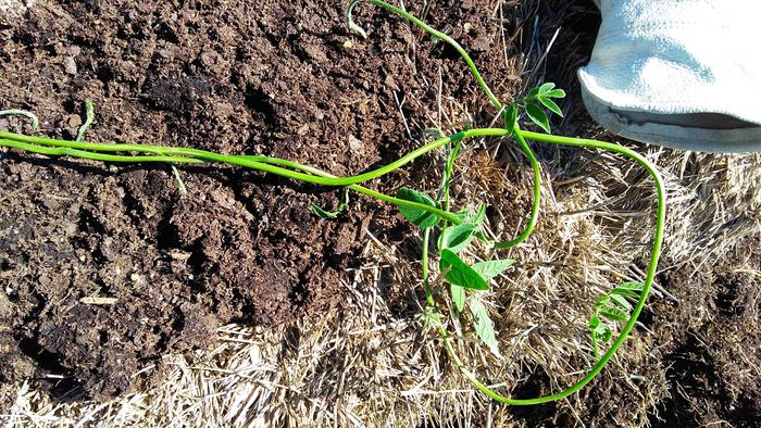 large forage variety apios