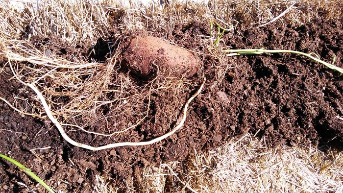 large forage variety apios tuber and roots