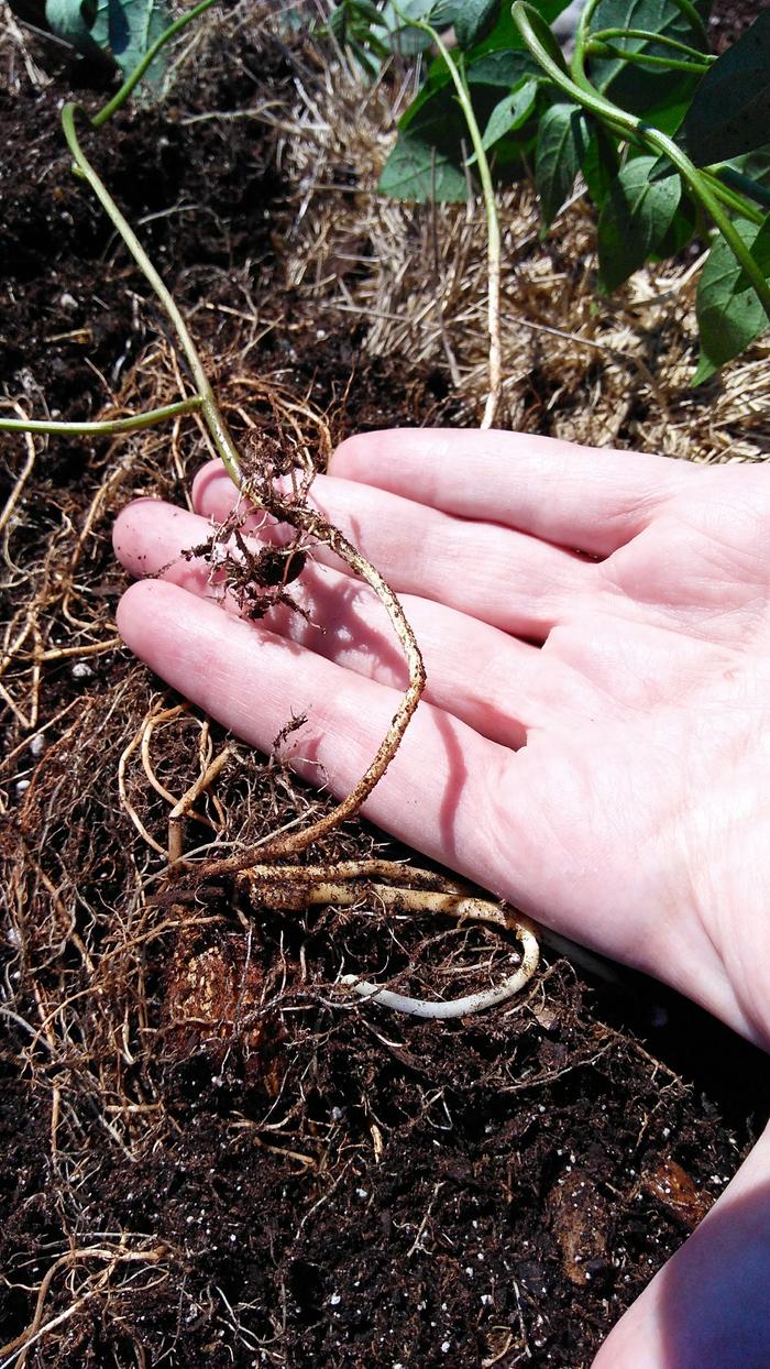 apios americana stem rooting