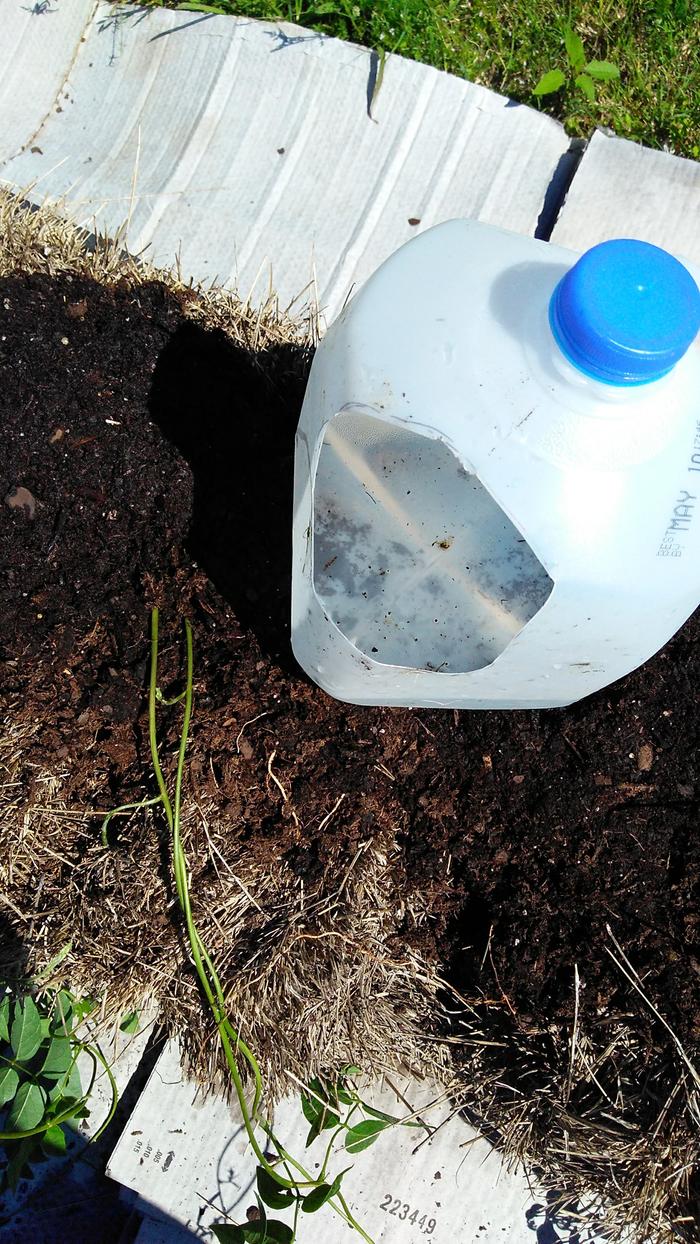 low tech drip watering system