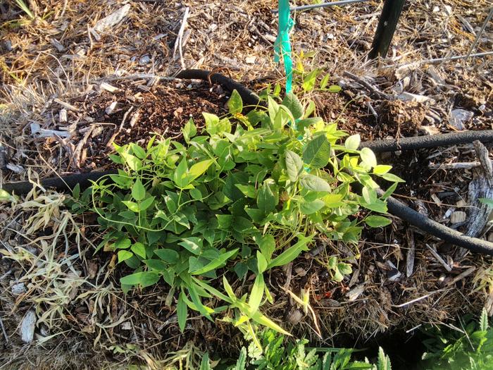 nc first year seedling growth apios americana