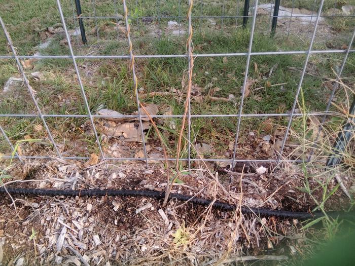 Dr. Morales' stock- stems; lost greenery at ground level from poor watering