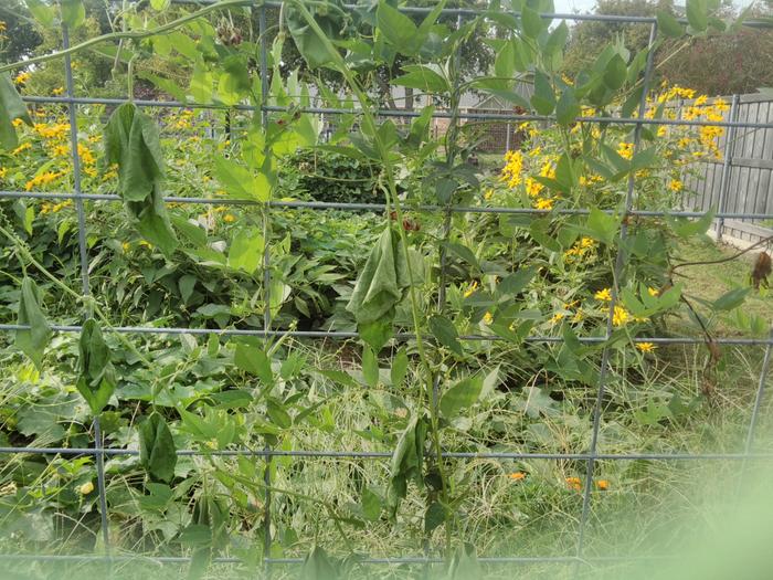 Tripple Creek/Scatterseed - greenery (again poor from poor watering)