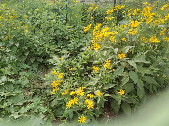 2127 (unnamed) - using sunchokes for a living trellis. Worked well except that everything was planted in strawbales &amp;amp;ndash; the sunchokes were top-heavy and started to fall over!