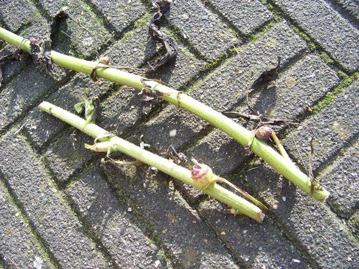 Two sunchoke stems with tiny tubers