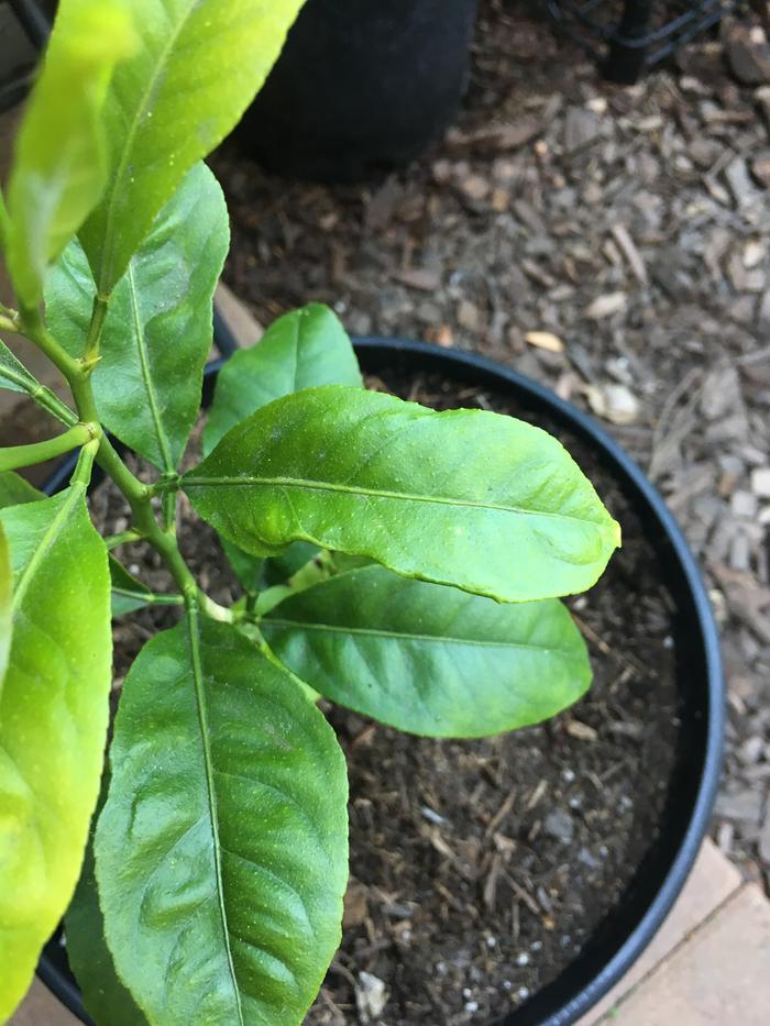 I planted a few seeds of a lemon from a friend's organic tree July of 2016