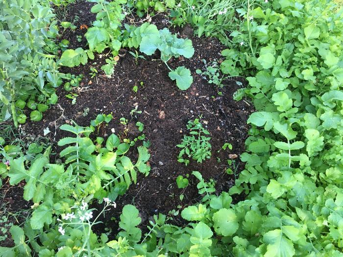 densely planted daikon