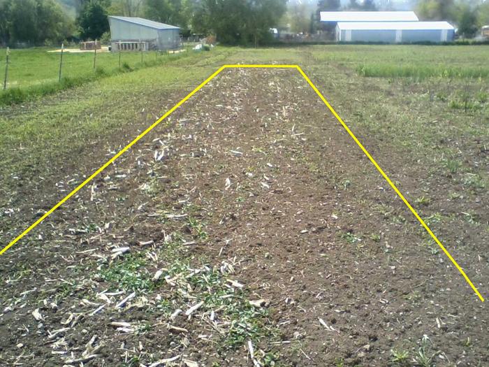 Weed suppression using corn