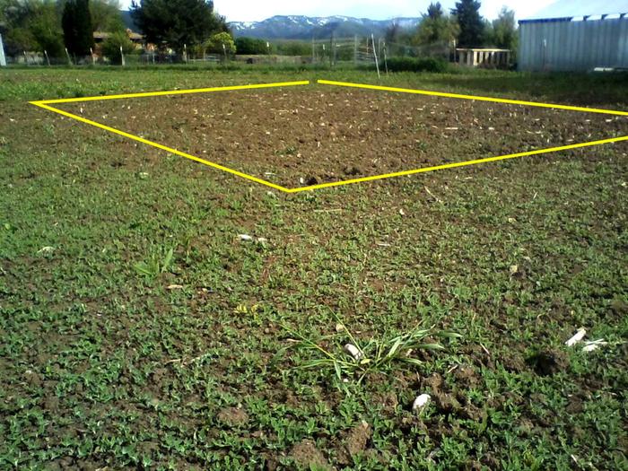 Growing corn is a great way to minimize weeds