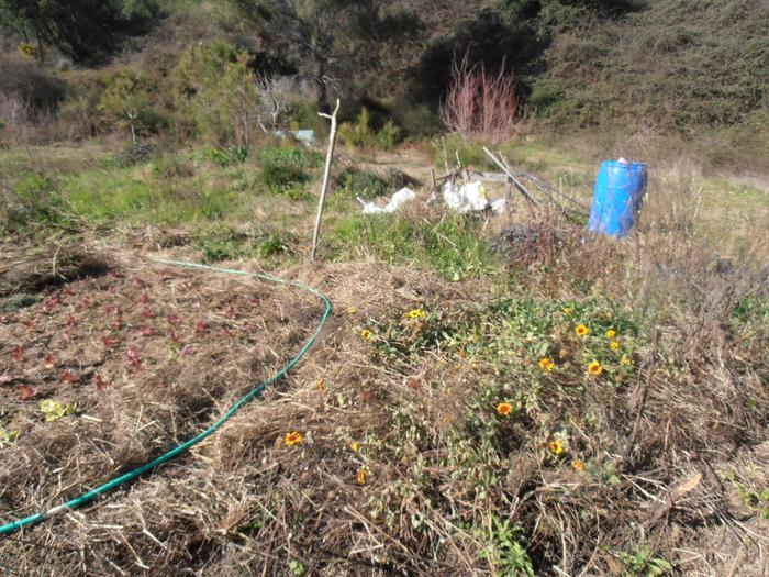 2017 vegetable garden