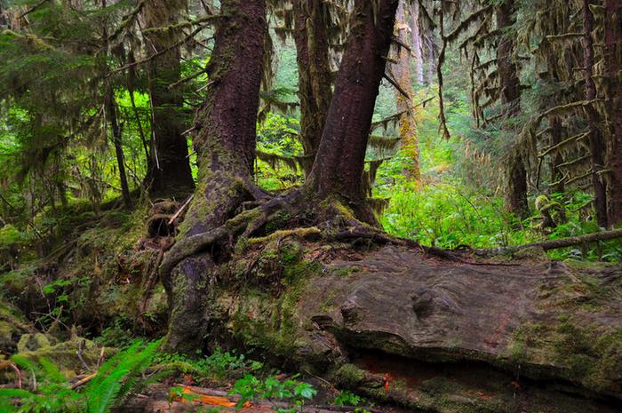 [Thumbnail for Nurse_log_in_Hoh_Rainforest_OlympicNationalPark-WA_by_faungg_Flickr.com.jpg]