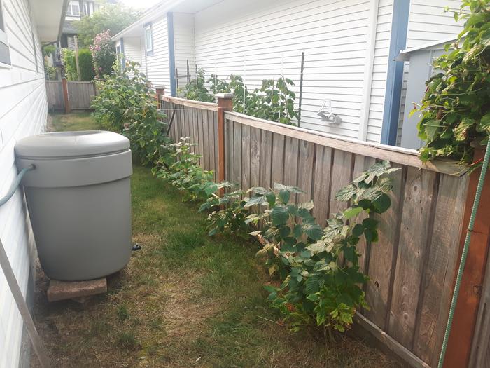 raspberries have come across the fence