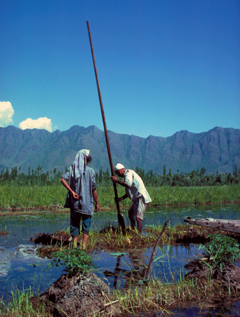 [Thumbnail for floating-garden-in-kashmir-from-asiagracedotcom.jpg]