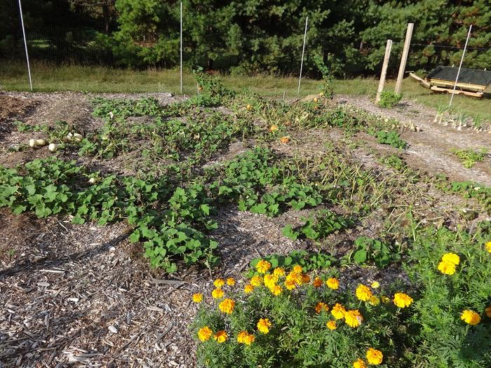 squash plants regrowing after frost