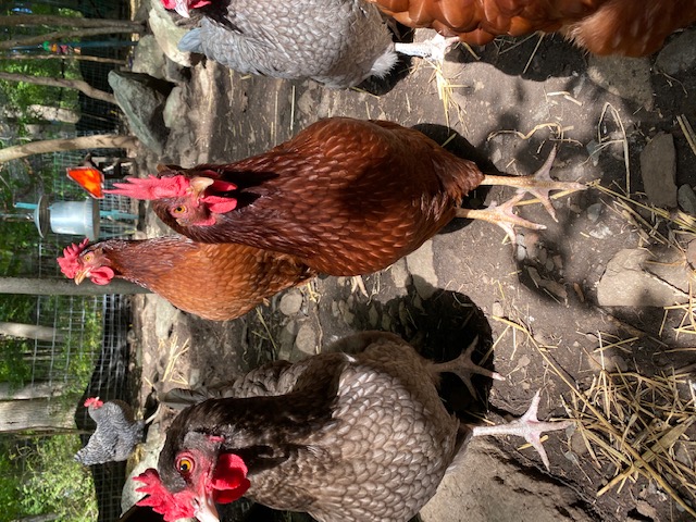 Some excited ladies!