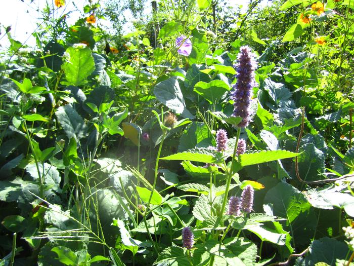 [Thumbnail for polyculture-hyssop-greens-squash.jpg]