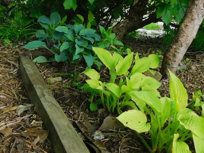 different-hosta-colours