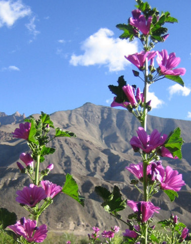 [Thumbnail for Himalayan-Hollyhock.jpg]