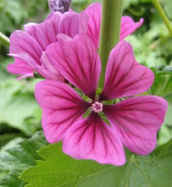 [Thumbnail for Himalayan-Hollyhock-closeup.JPG]