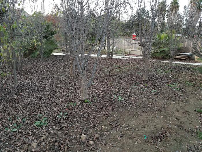 aging crabapple, apple and asian pear trees