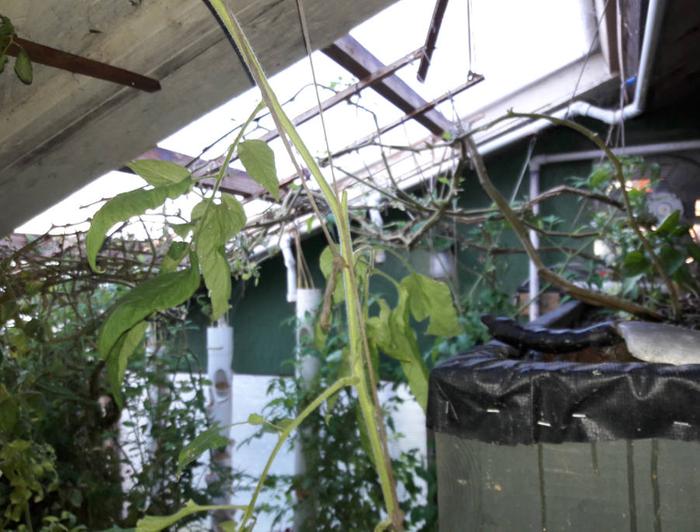  Aquaponic training and pruning tomatoes