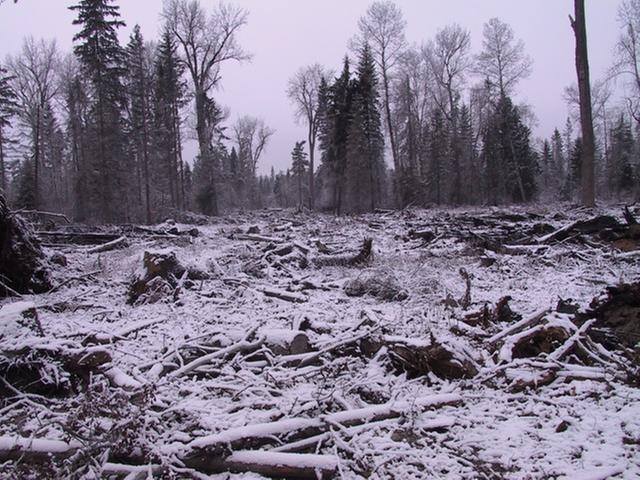 [Thumbnail for Plum-Creek-Cut-Swan-Valley-Montana.JPG]