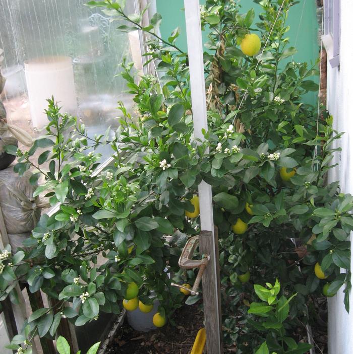 New Zealand lemonade tree in ground and others in pots in south side of house GreenHouse with ripening fruits and flowers