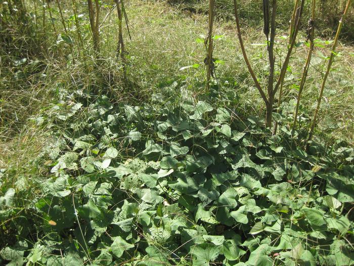 [Thumbnail for Okra-with-Sweet-Potato-mulch-1.jpg]