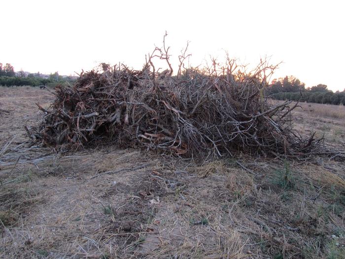 what to do with dead fruit trees