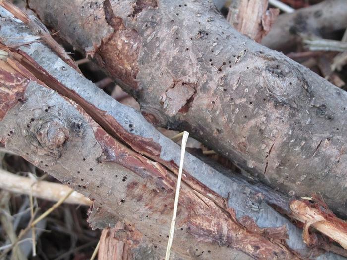 borer beetle holes dead fruit trees