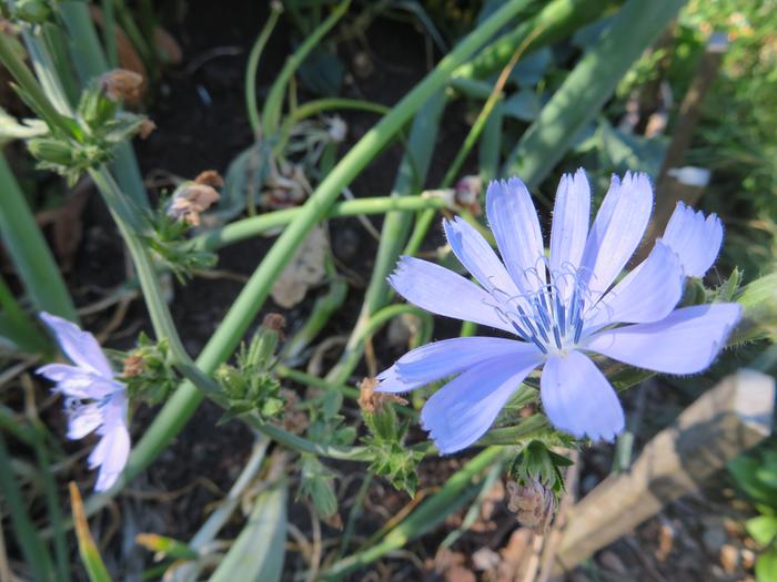 what is it? chicory