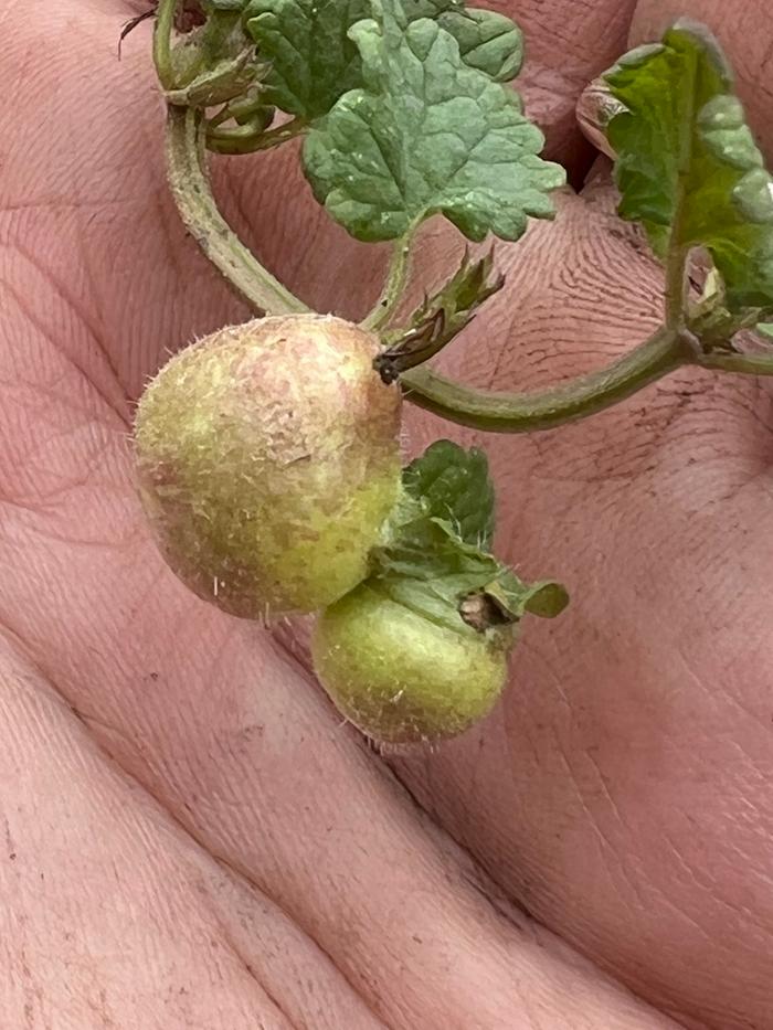 Creeping Charlie sprig with fruit(?)