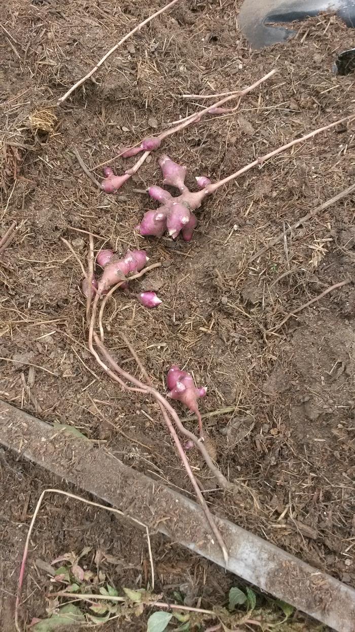 knobbly red artichoke tubers