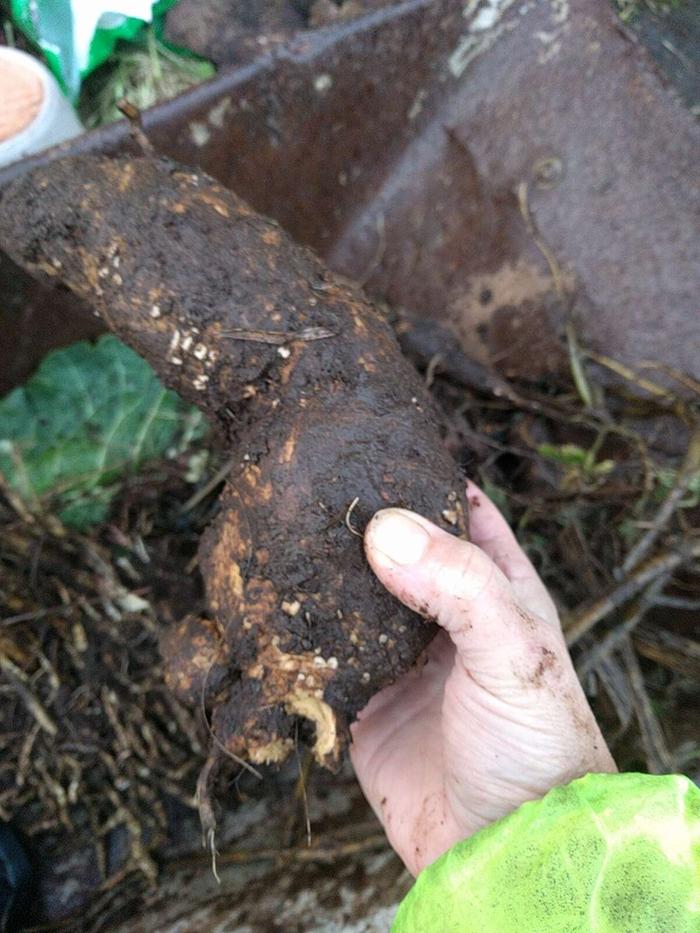 Large dahlia tuber