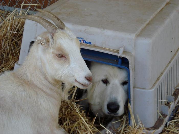 goat and Great Pyrenees