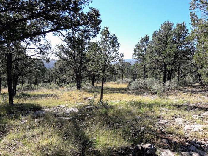 [Thumbnail for Forest-hike-Pinon-forest-heavily-thinned-pruned-southern-portion-ranch-October-4th-2018.jpg]