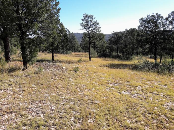 [Thumbnail for Forest-hike-Pinon-forest-heavily-thinned-pruned-October-4th-2018.jpg]