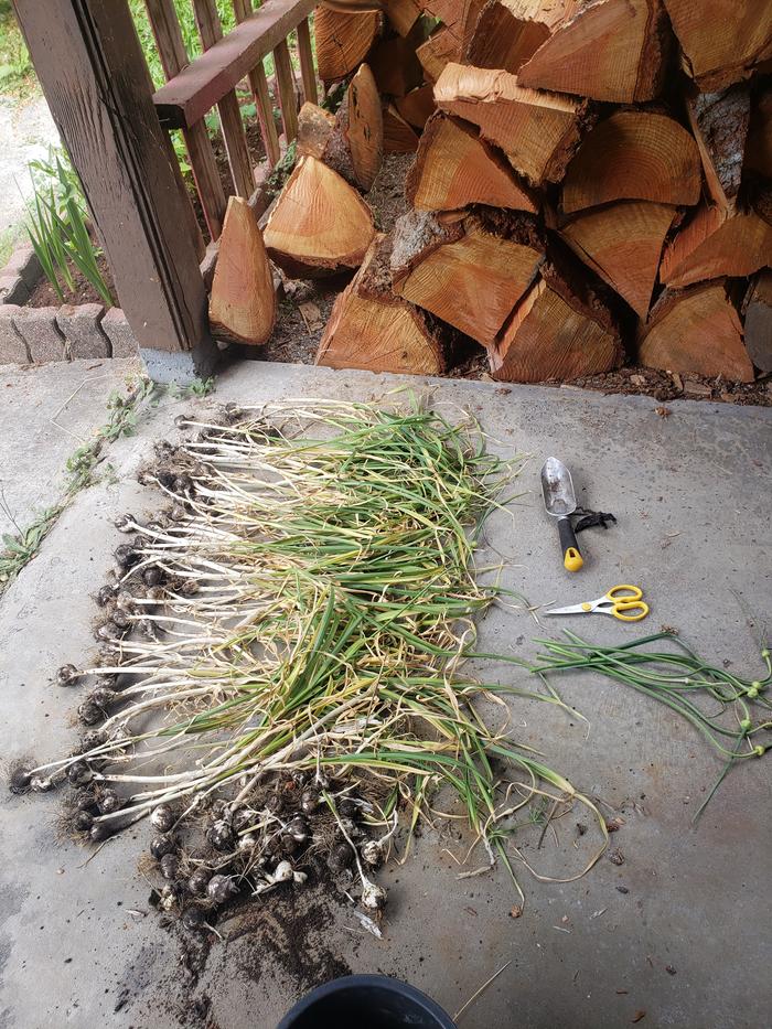 how deep to plant garlic for a good harvest