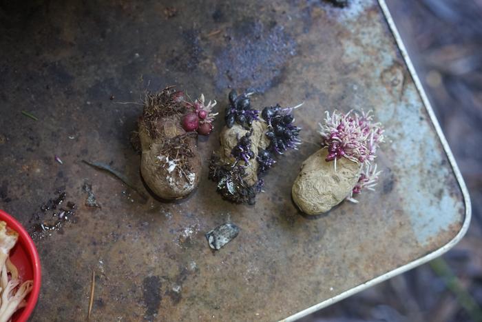 mouldy seed potatoes sprouting