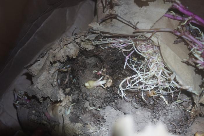 potatoes shrivelled shrunken growing and mouldy