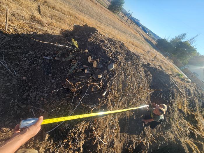 Buried wood, 6 feet long