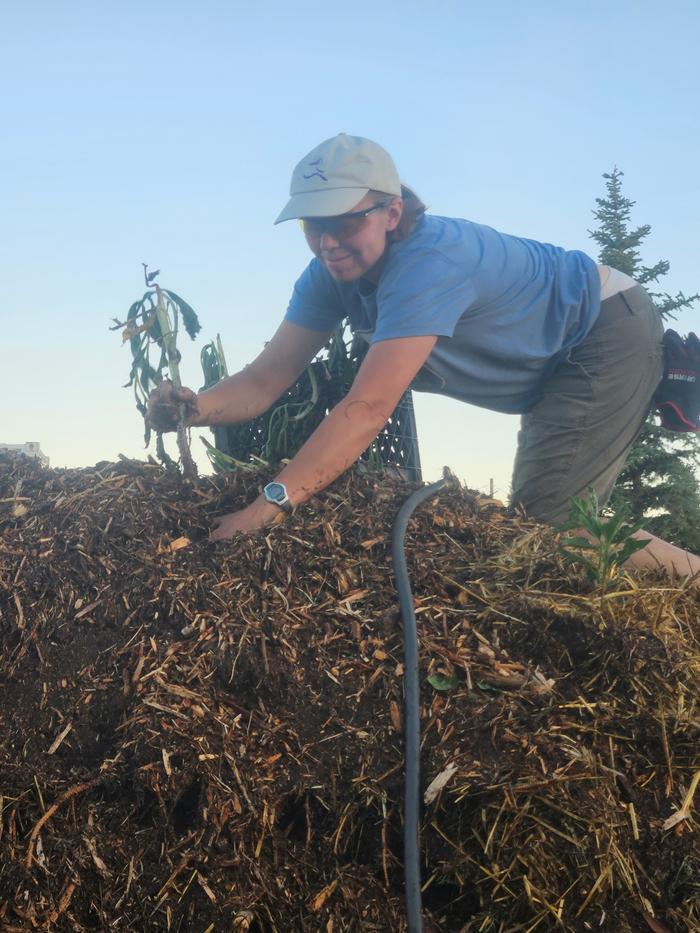 Me planting it out, with the rabbit bedding mulch in tip in this pic