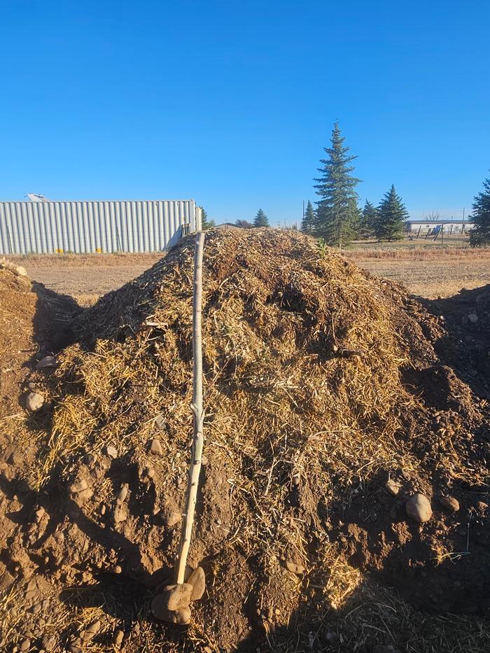 When standing in the bottom of the trench, it is just about as tall as the hugelbed. So the hugelbed is 7 feet tall from the trench