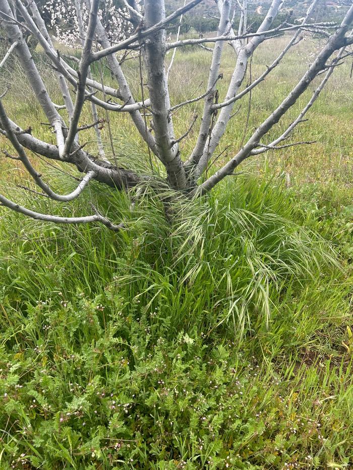 Here’s the first tree before mulching