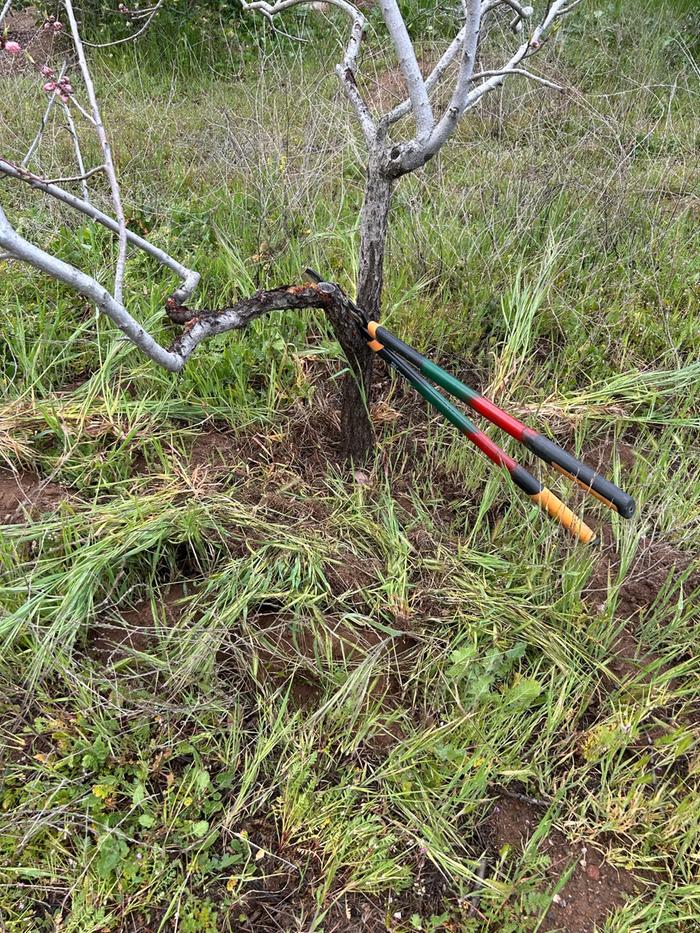 Second tree before mulching 