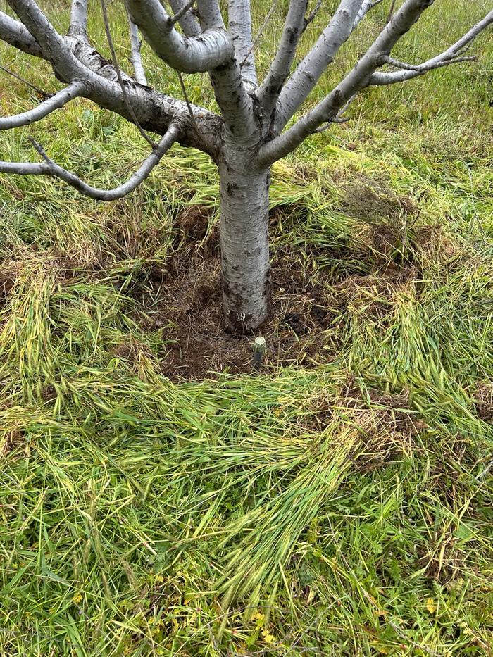 First tree after mulching 