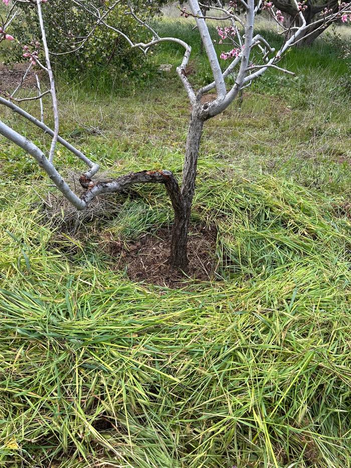 Second tree after mulching, I did 2 tree to make up 50 sq ft