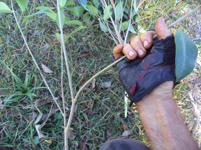 stripping small branches by hand